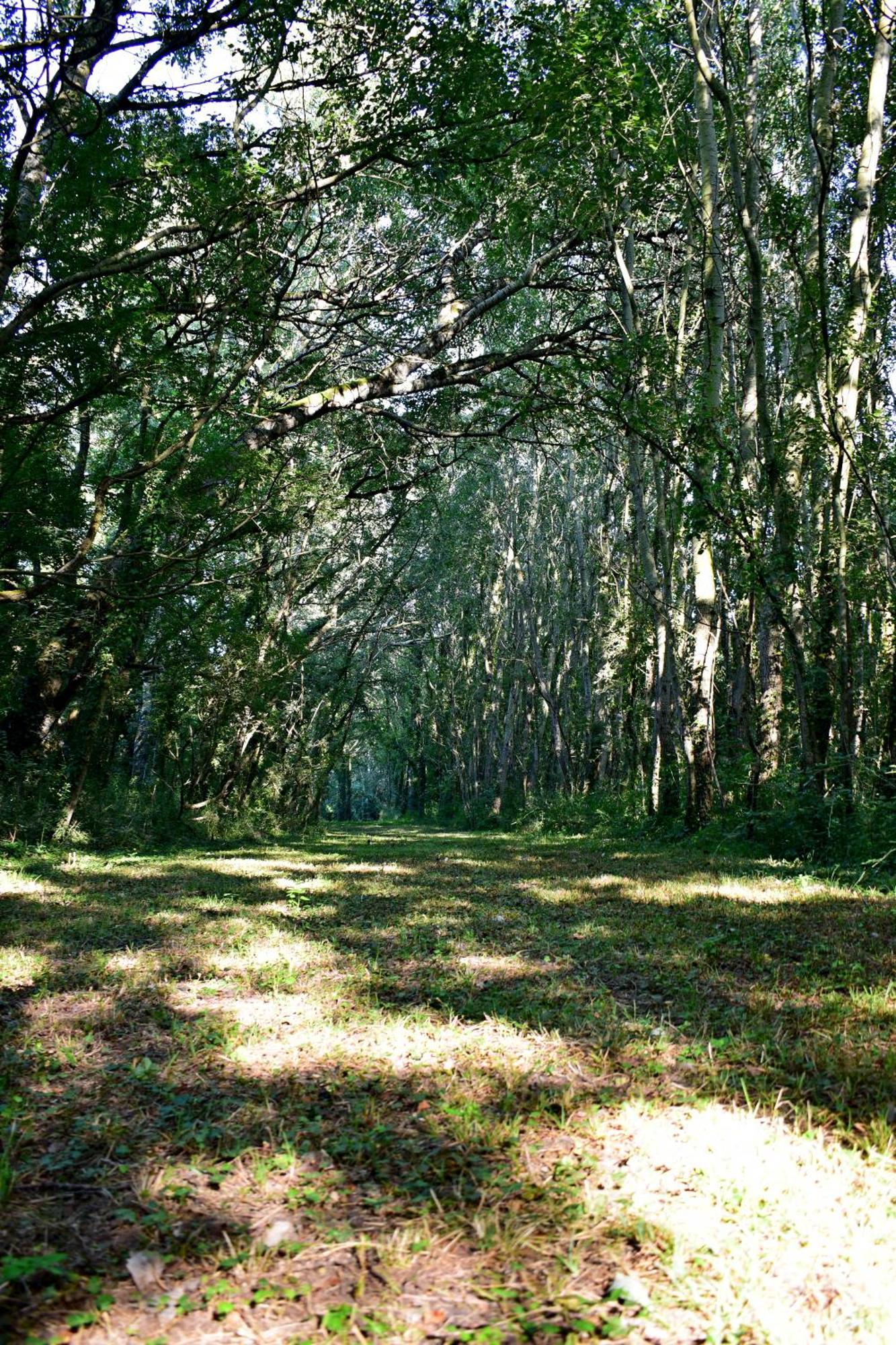 L'Oree Du Bois Gaubau Saint-Georges-sur-Layon Exteriér fotografie
